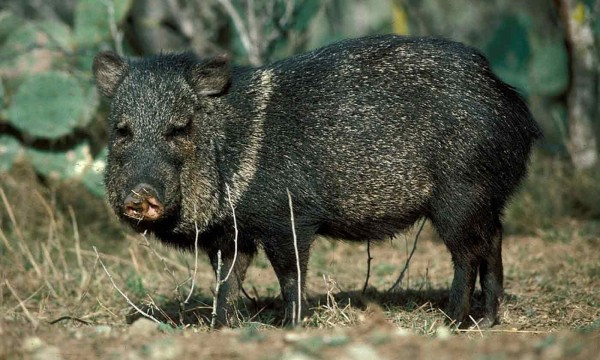 7 Tips For Having A Successful Javelina Hunting