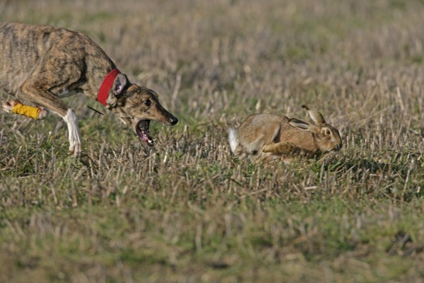 Basics Of Rabbit Hunting