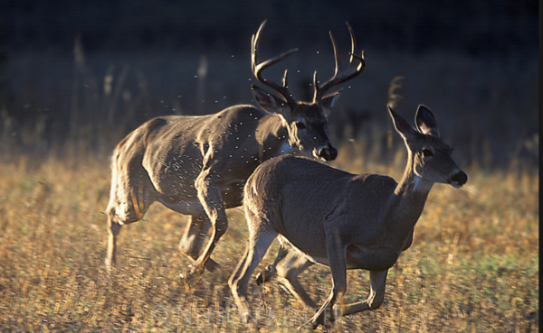 Common Mistakes To Avoid While Hunting