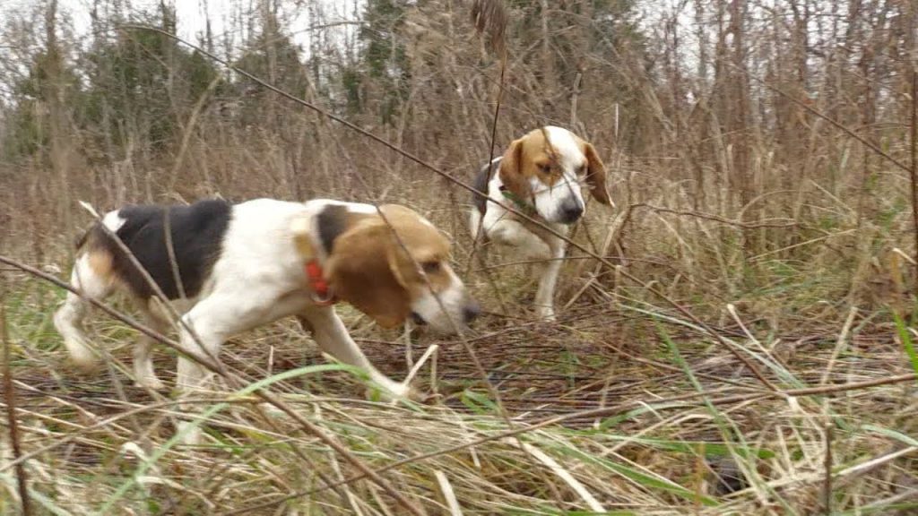 1 1 Hunting Breeds That Make Great Rabbit Dogs