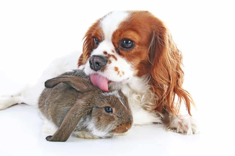 2 1 Hunting Breeds That Make Great Rabbit Dogs