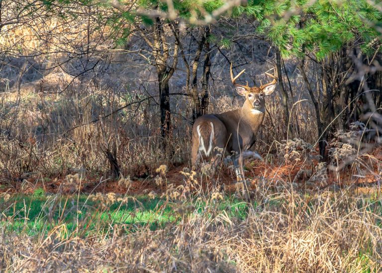 How to Find Deer Bedding Areas Hunting Note
