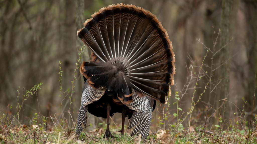 How to Hunt Turkeys in the Evening Hunting Note
