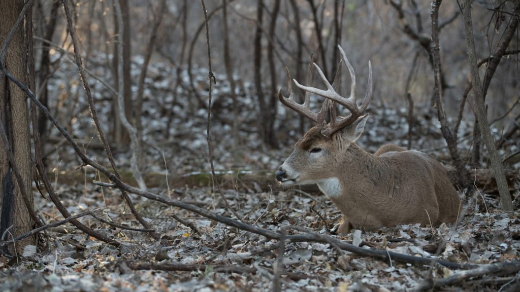 How to Find Buck Bedding Areas Hunting Note