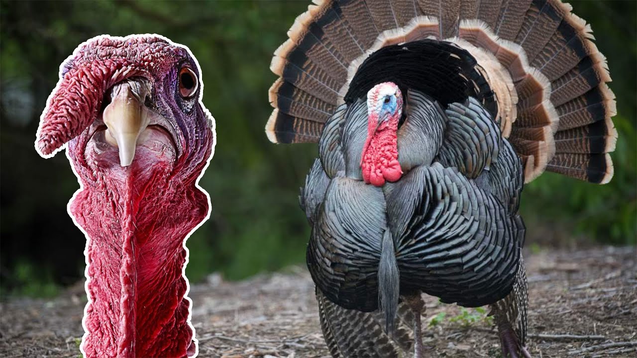 What Colors Can Turkeys See? Hunting Note