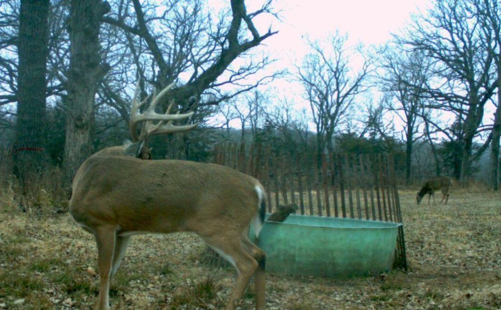 How to Attract Deer in the Daytime Hunting Note