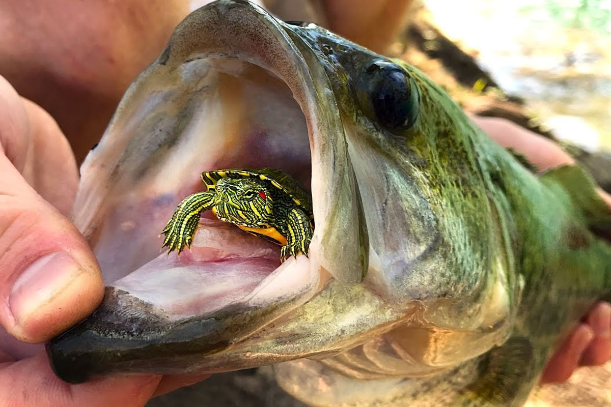 What Eats A Bass Hunting Note What Eats A Bass Hunting Note